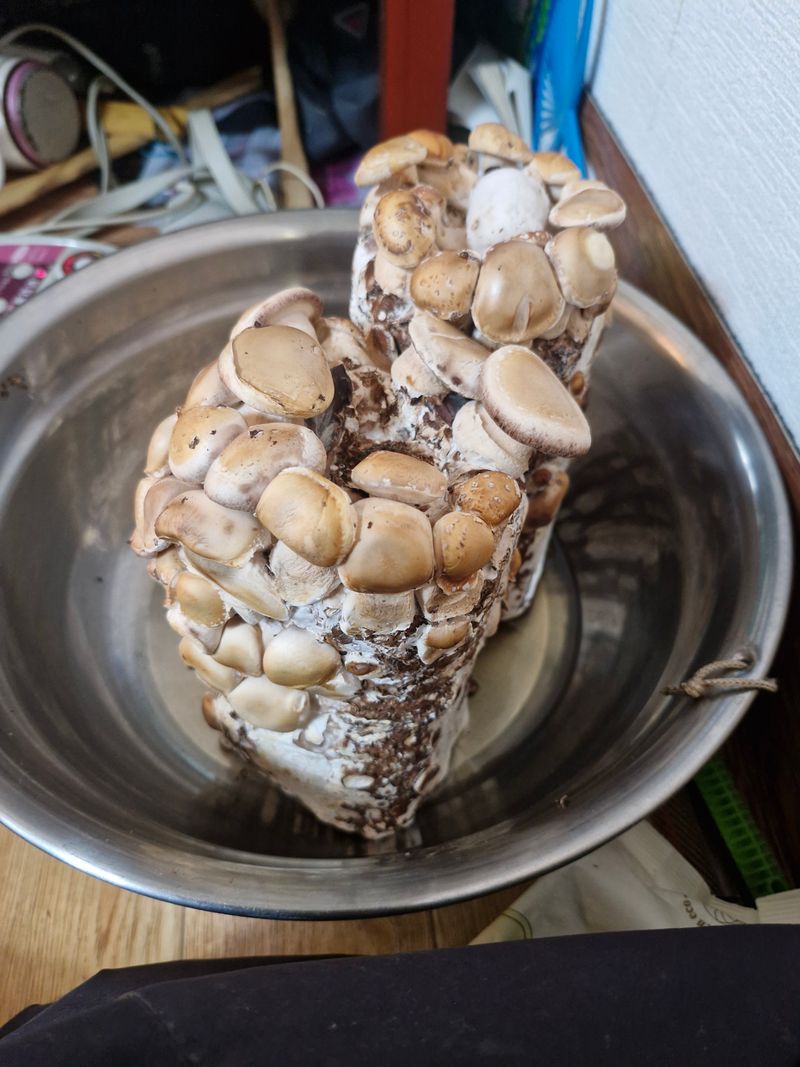 배광주님의 장터 구매 후기 썸네일