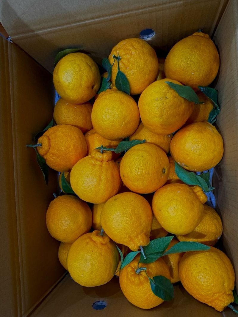 전미숙님의 장터 구매 후기 썸네일