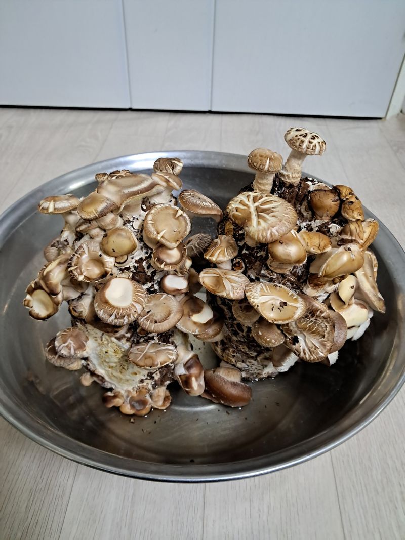 이평우님의 장터 구매 후기 썸네일