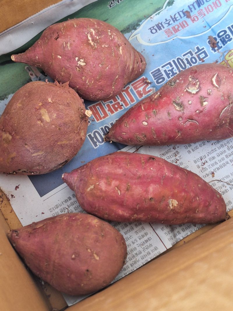 양파20959님의 장터 구매 후기 썸네일