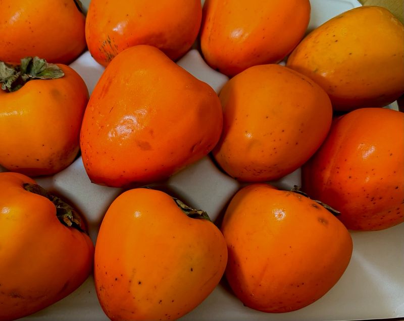 송승기님의 장터 구매 후기 썸네일