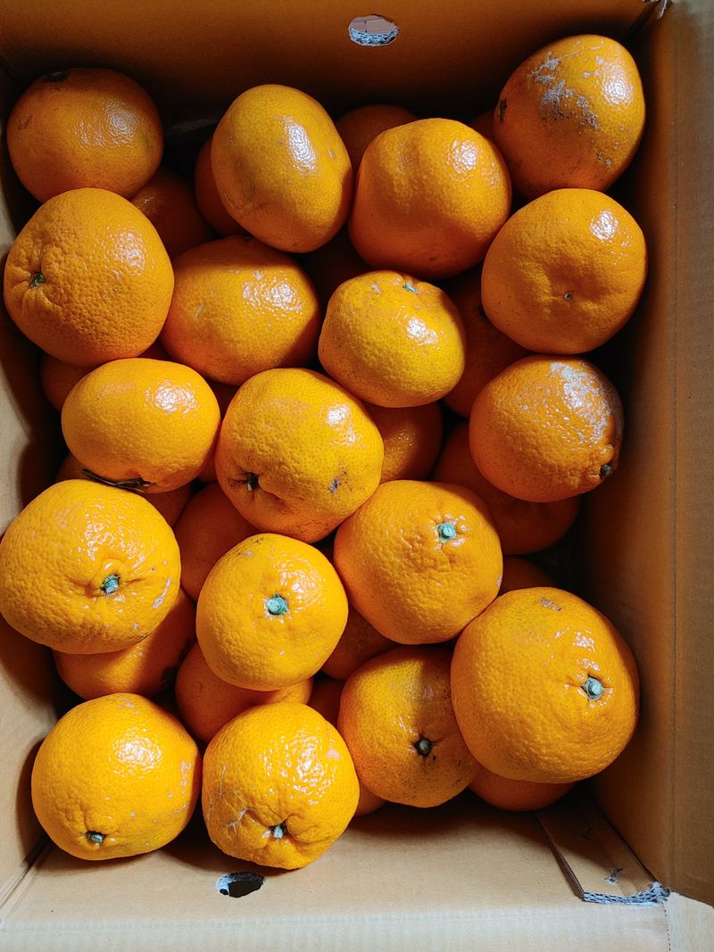 이상선님의 장터 구매 후기 썸네일