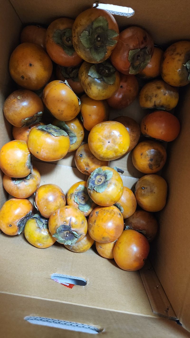 0104173832님의 장터 구매 후기 썸네일