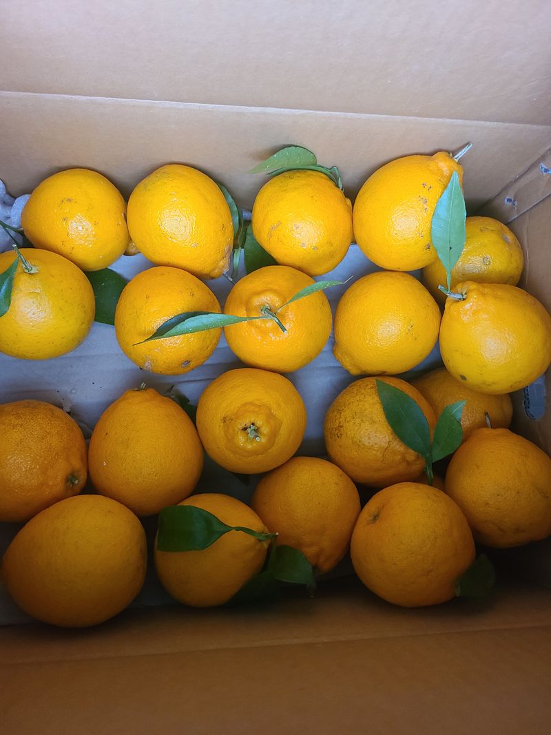 김성원님의 장터 구매 후기 썸네일