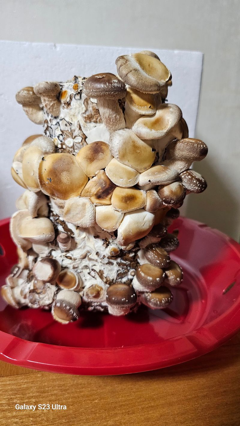 염봉섭님의 장터 구매 후기 썸네일