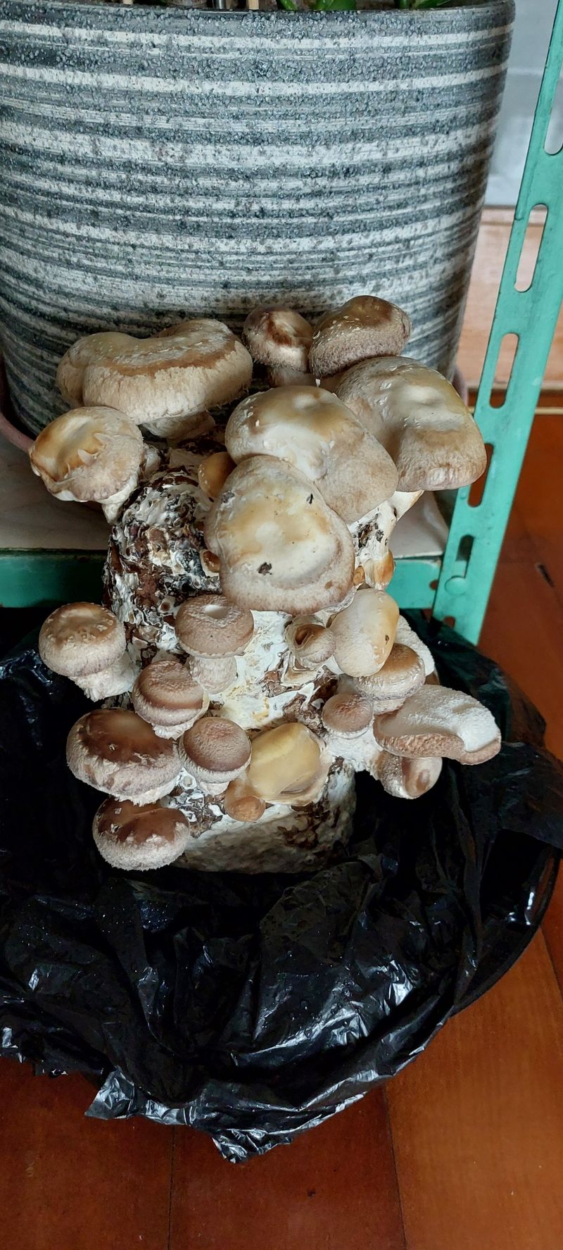 이형모님의 장터 구매 후기 썸네일