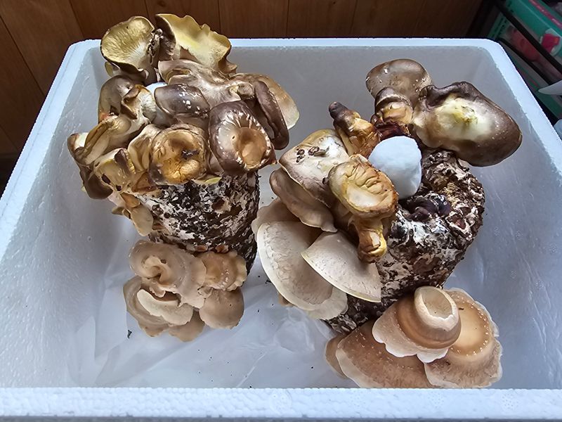 백두산님의 장터 구매 후기 썸네일