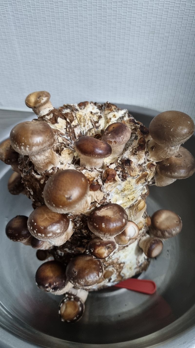 시금치21480님의 장터 구매 후기 썸네일