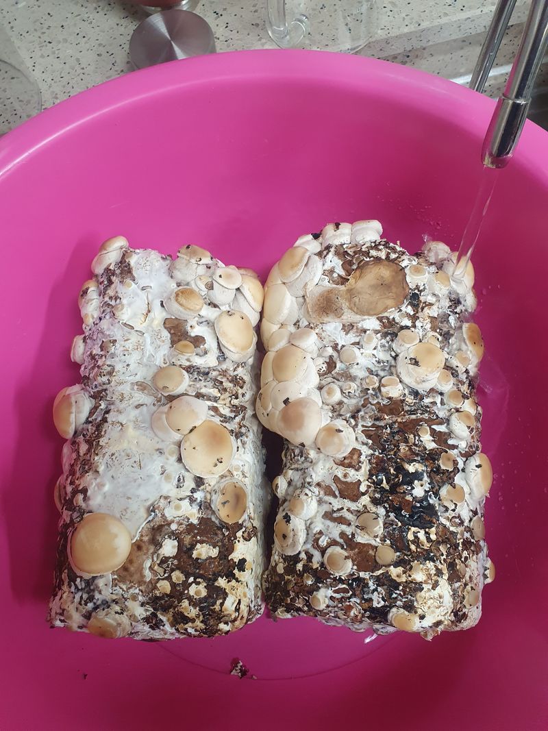 김정일님의 장터 구매 후기 썸네일