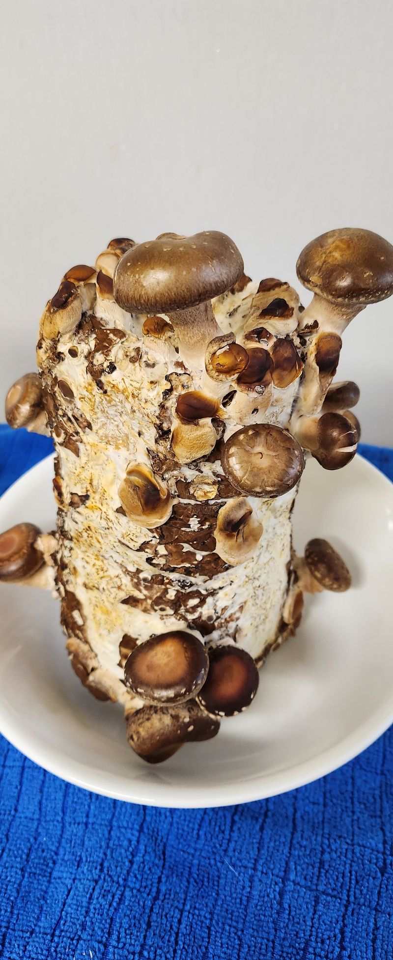 정분농장님의 장터 구매 후기 썸네일