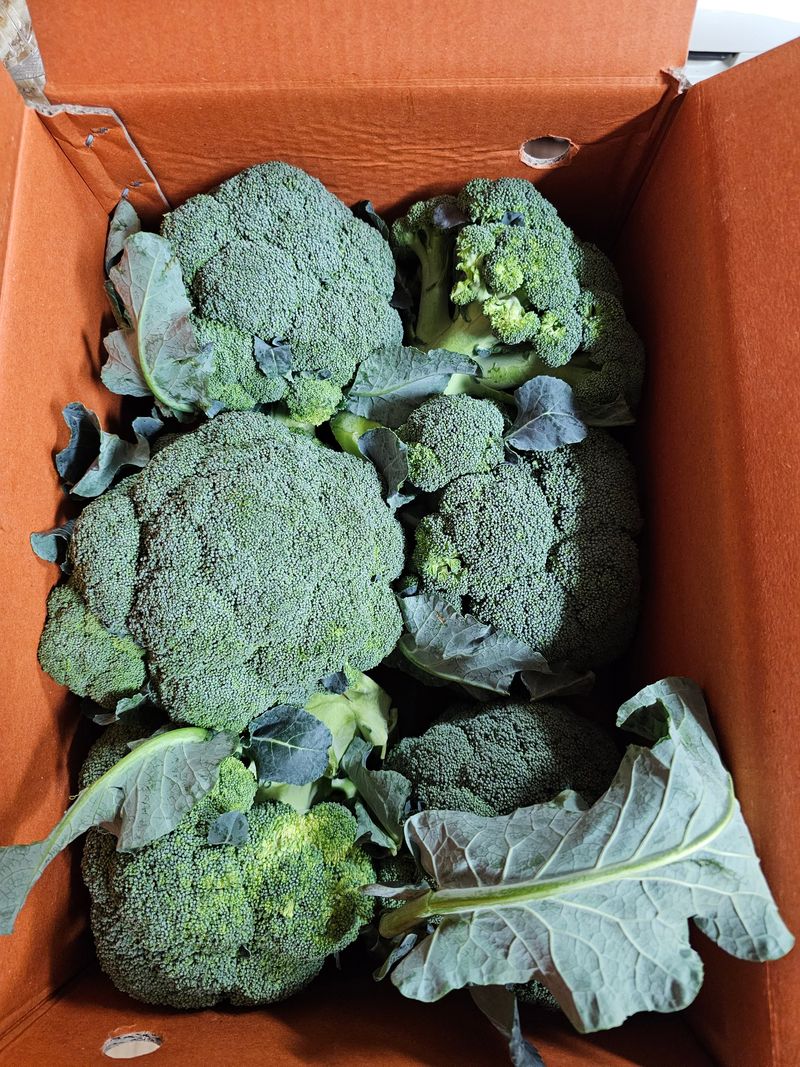 이현순님의 장터 구매 후기 썸네일