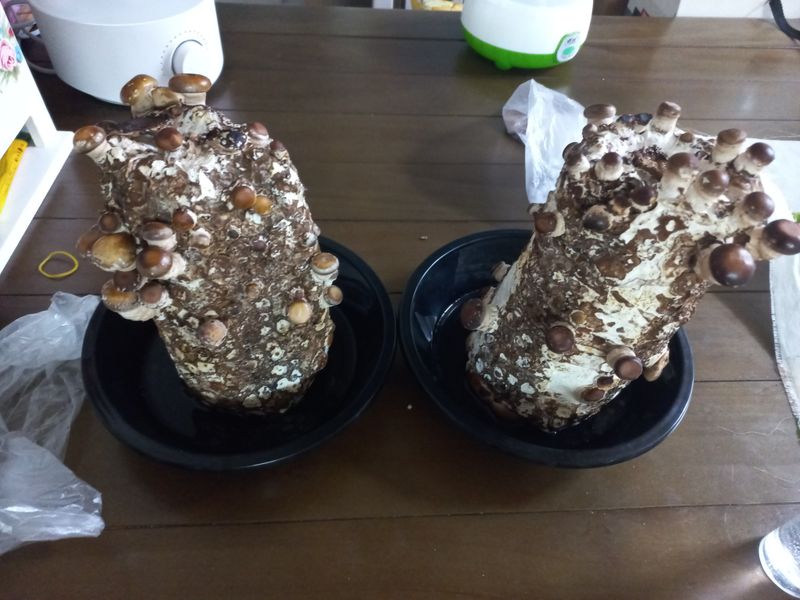 표고버섯18837님의 장터 구매 후기 썸네일