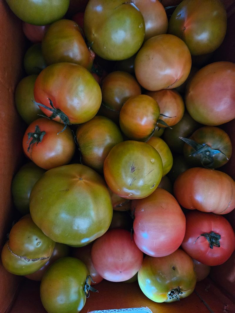 강현미님의 장터 구매 후기 썸네일