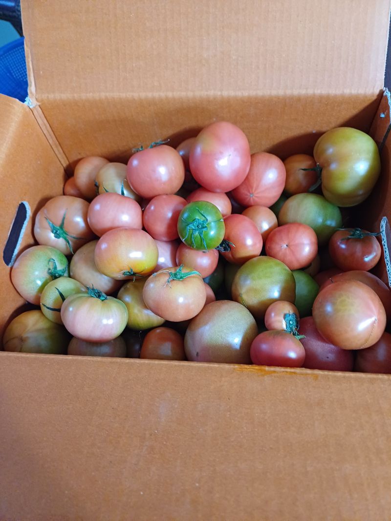 유영옥님의 장터 구매 후기 썸네일