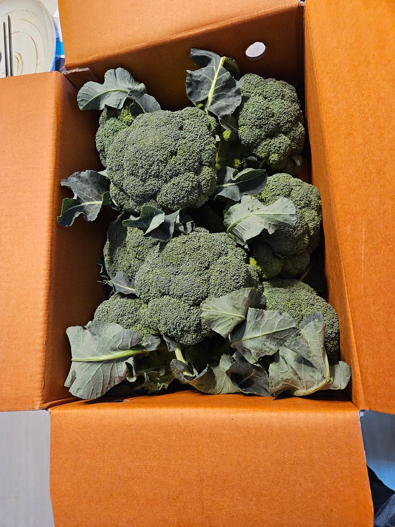 정정연님의 장터 구매 후기 썸네일