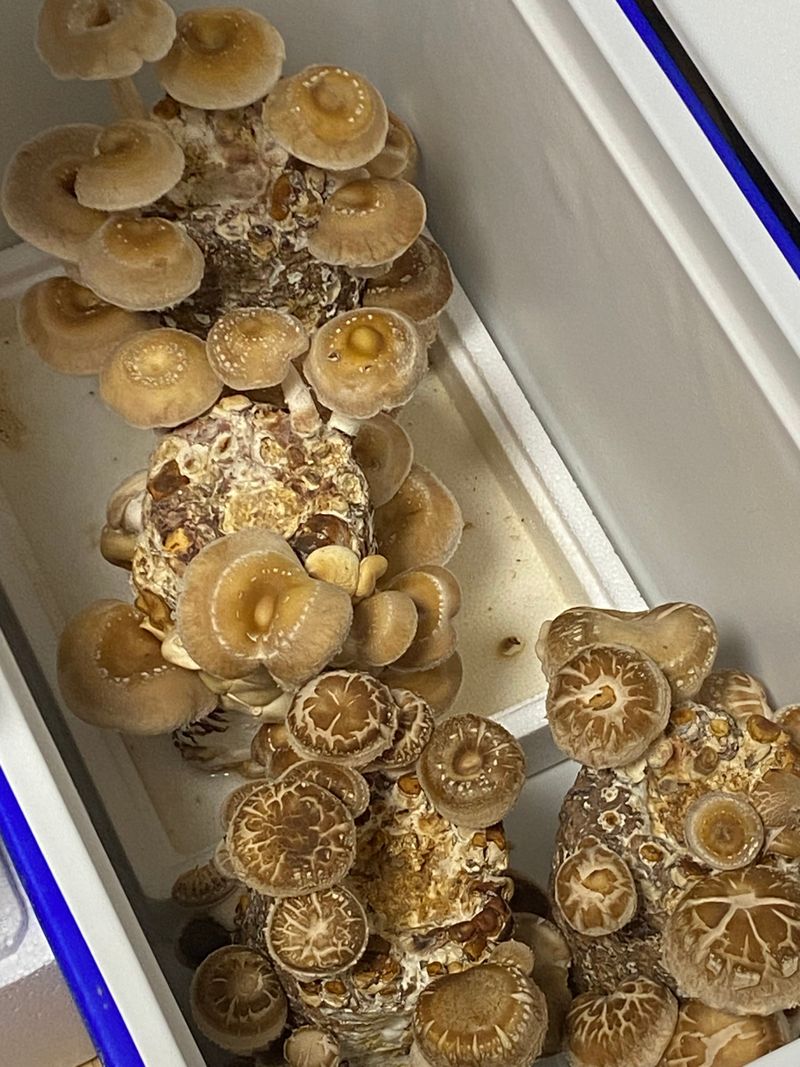 동산계곡님의 장터 구매 후기 썸네일