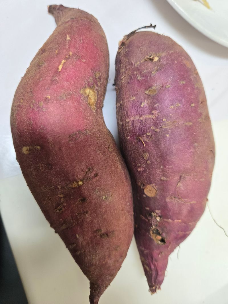 참깨5270님의 장터 구매 후기 썸네일