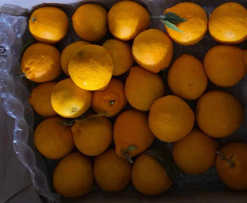 김정겸님의 장터 구매 후기 썸네일