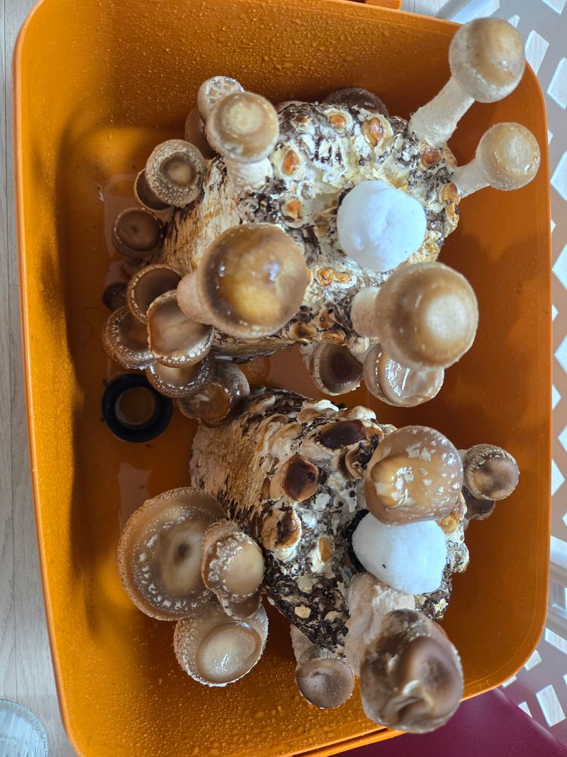 참깨5270님의 장터 구매 후기 썸네일