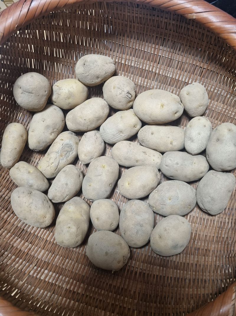 오미님의 장터 구매 후기 썸네일