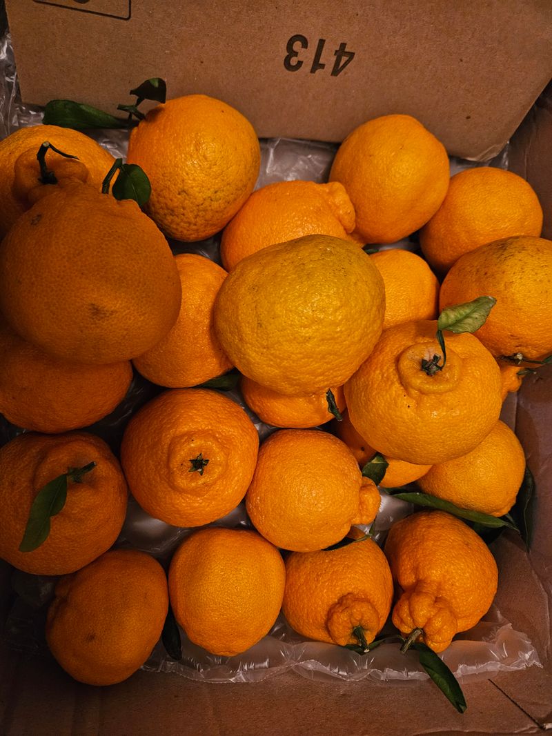 호박17611님의 장터 구매 후기 썸네일