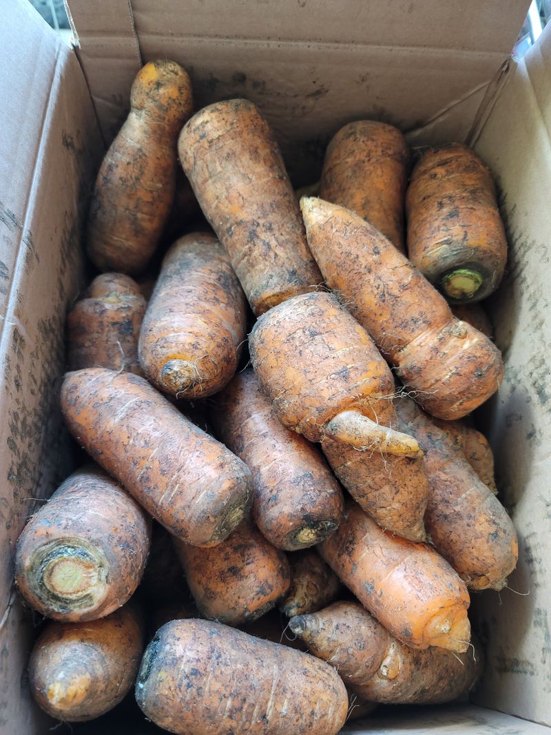 영이님의 장터 구매 후기 썸네일