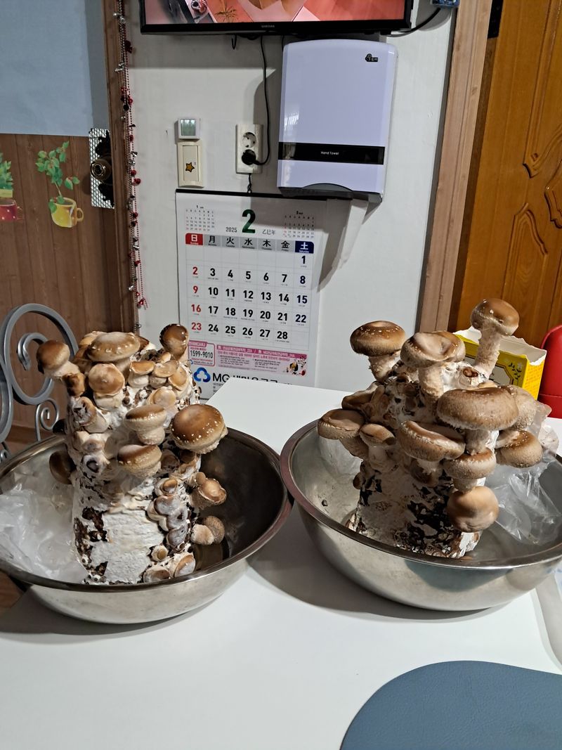 양파20428님의 장터 구매 후기 썸네일