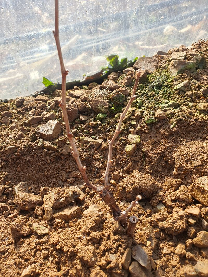 엘림농장님의 장터 구매 후기 썸네일