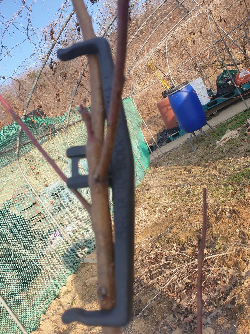 논산푸른팜님의 장터 구매 후기 썸네일