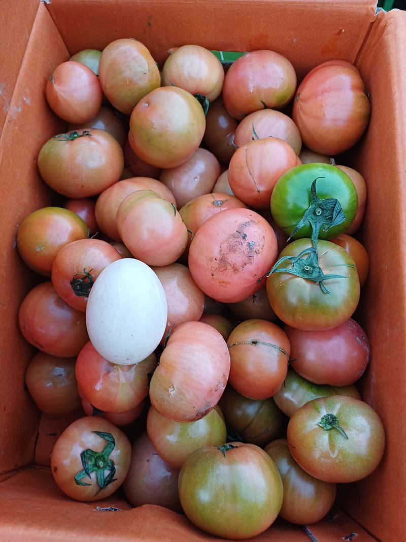 강뢰성님의 장터 구매 후기 썸네일