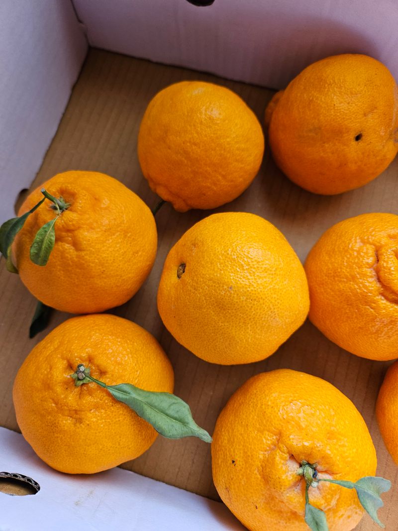 오가피15375님의 장터 구매 후기 썸네일