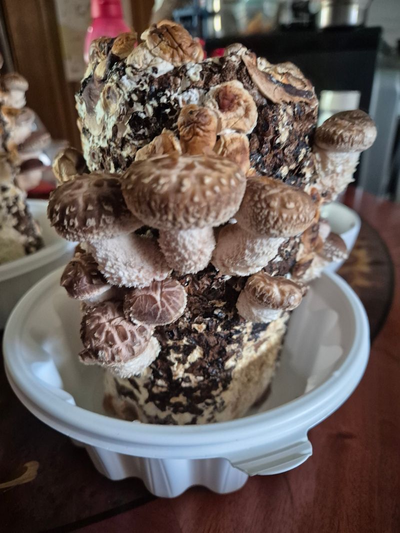 몽콜이님의 장터 구매 후기 썸네일