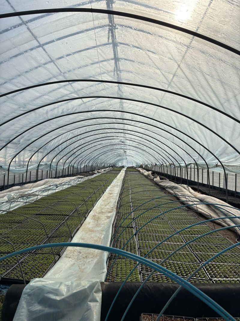 병풍취산채농원님의 장터 구매 후기 썸네일