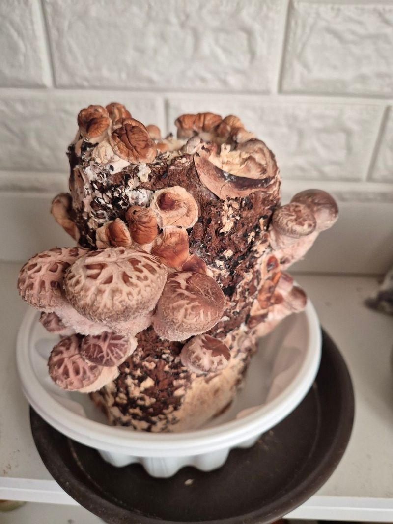 몽콜이님의 장터 구매 후기 썸네일