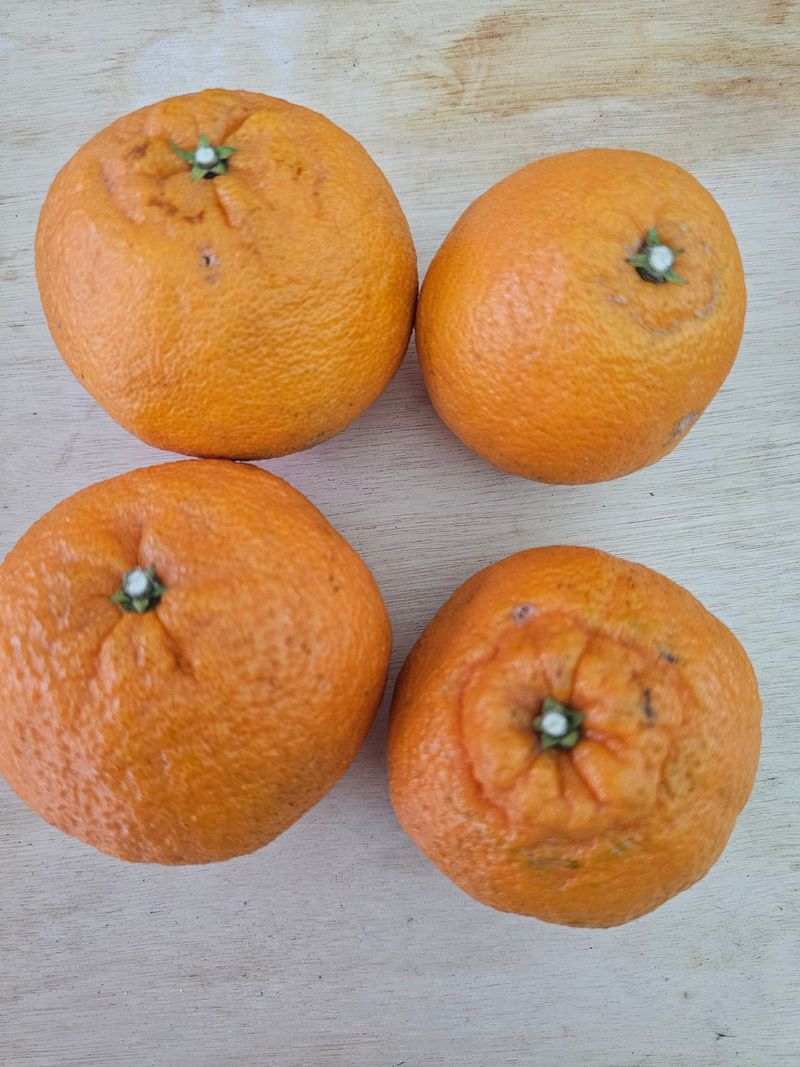 실크로드님의 장터 구매 후기 썸네일