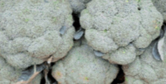 오이5261님의 장터 구매 후기 썸네일