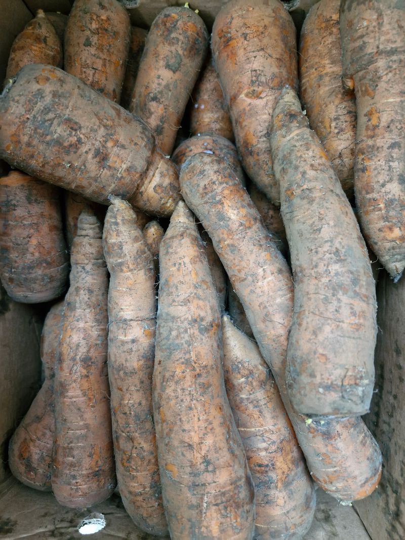 방풍나물님의 장터 구매 후기 썸네일