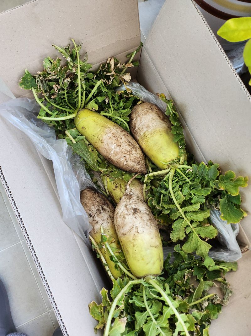 김용제 님의 장터 구매 후기 썸네일