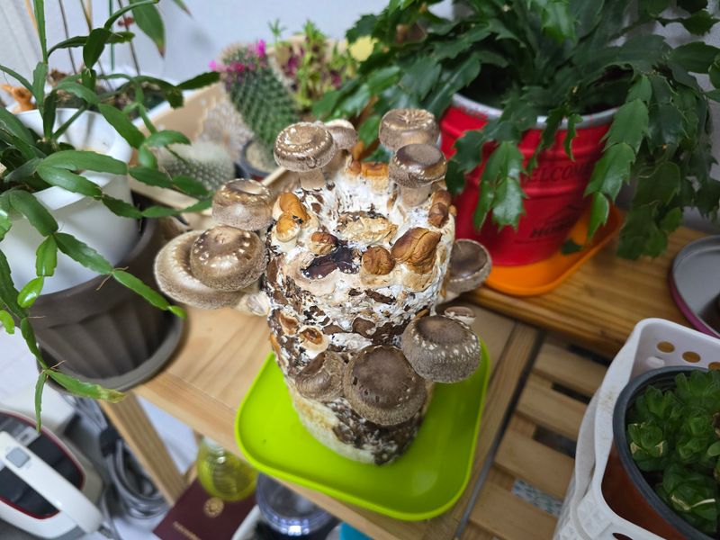 정원구님의 장터 구매 후기 썸네일