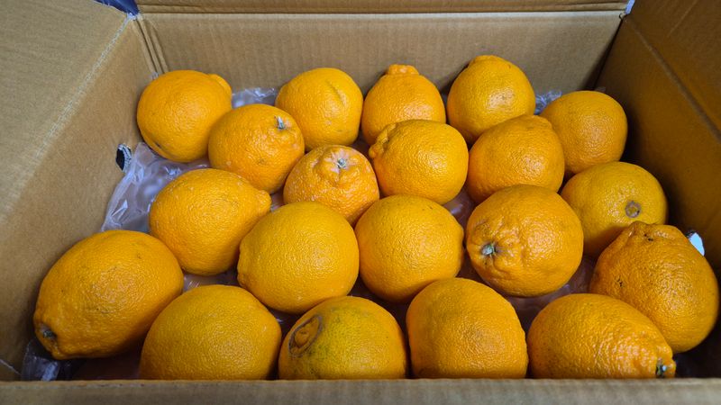 달맛햇복숭아농원님의 장터 구매 후기 썸네일