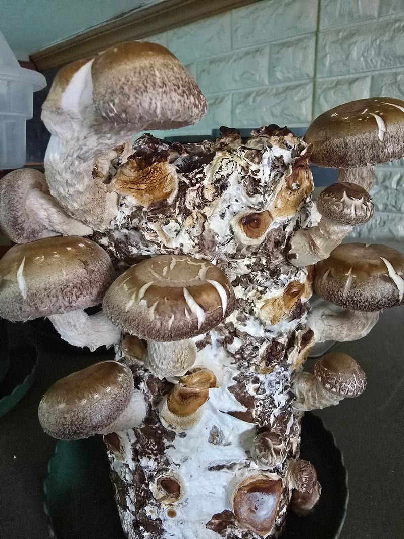 김영귀님의 장터 구매 후기 썸네일