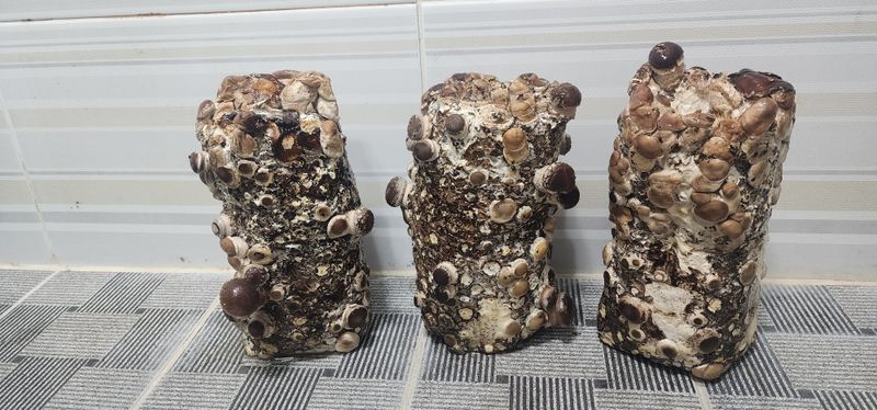 다육농장님의 장터 구매 후기 썸네일