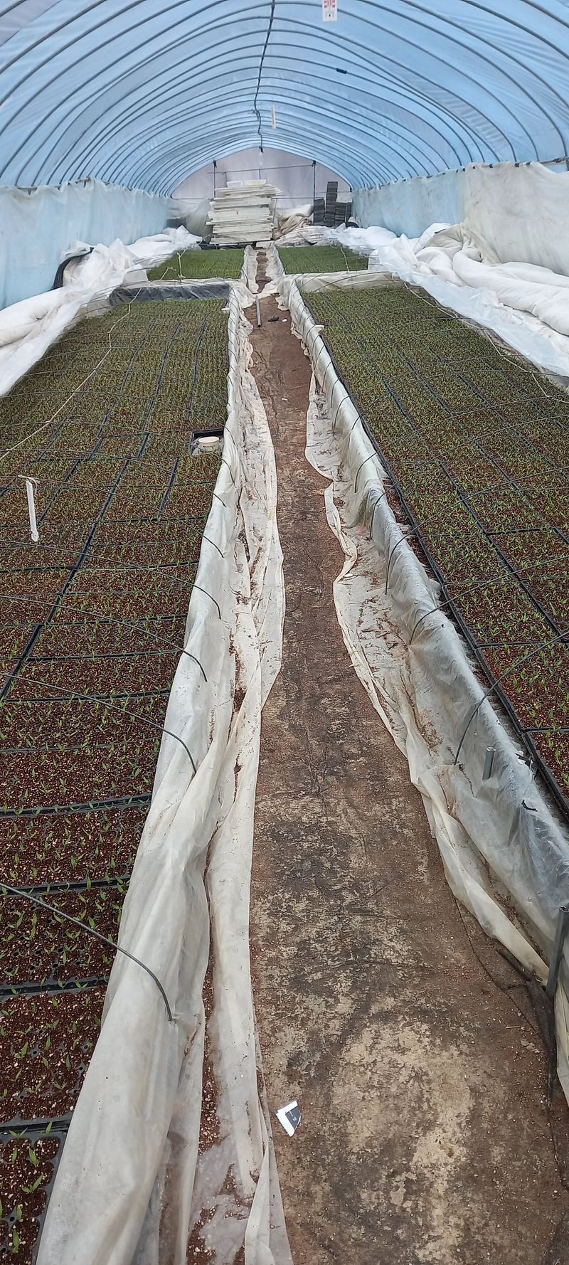 강성분님의 장터 구매 후기 썸네일