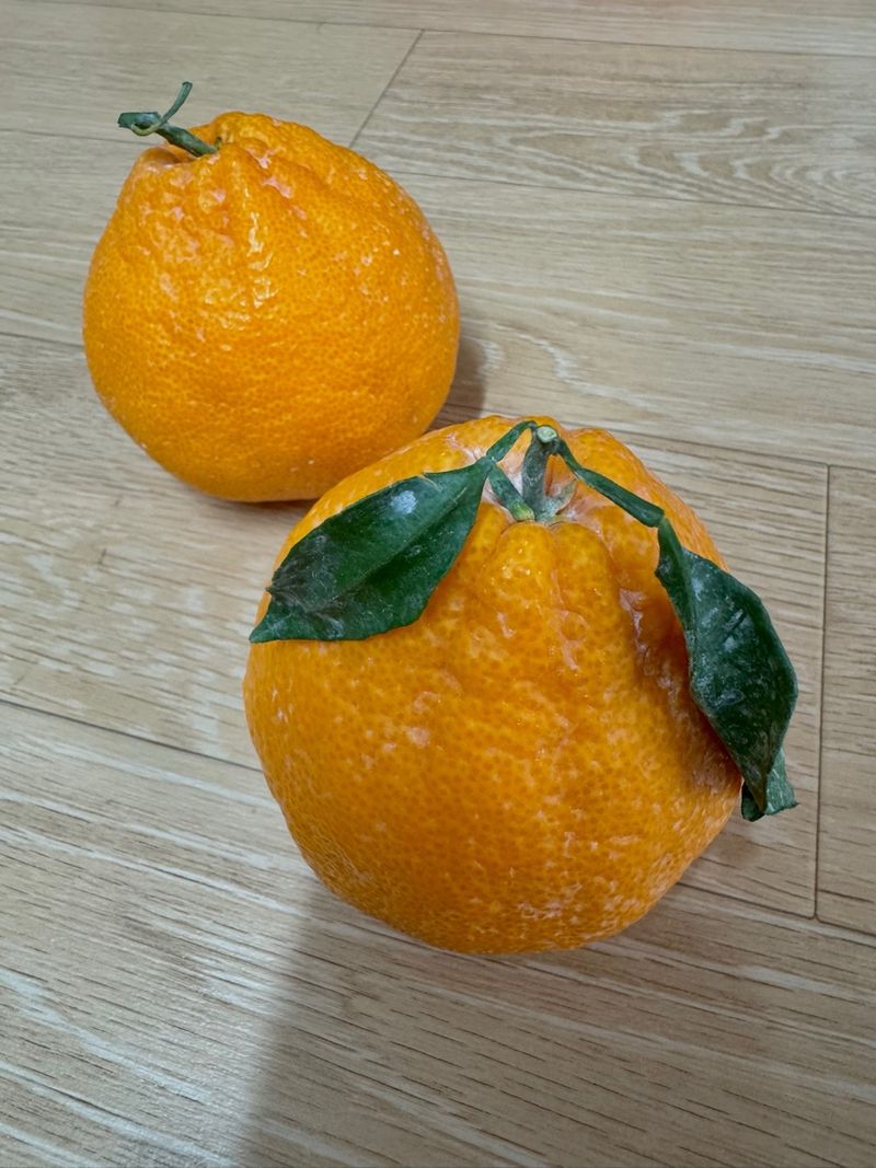 대추18487님의 장터 구매 후기 썸네일