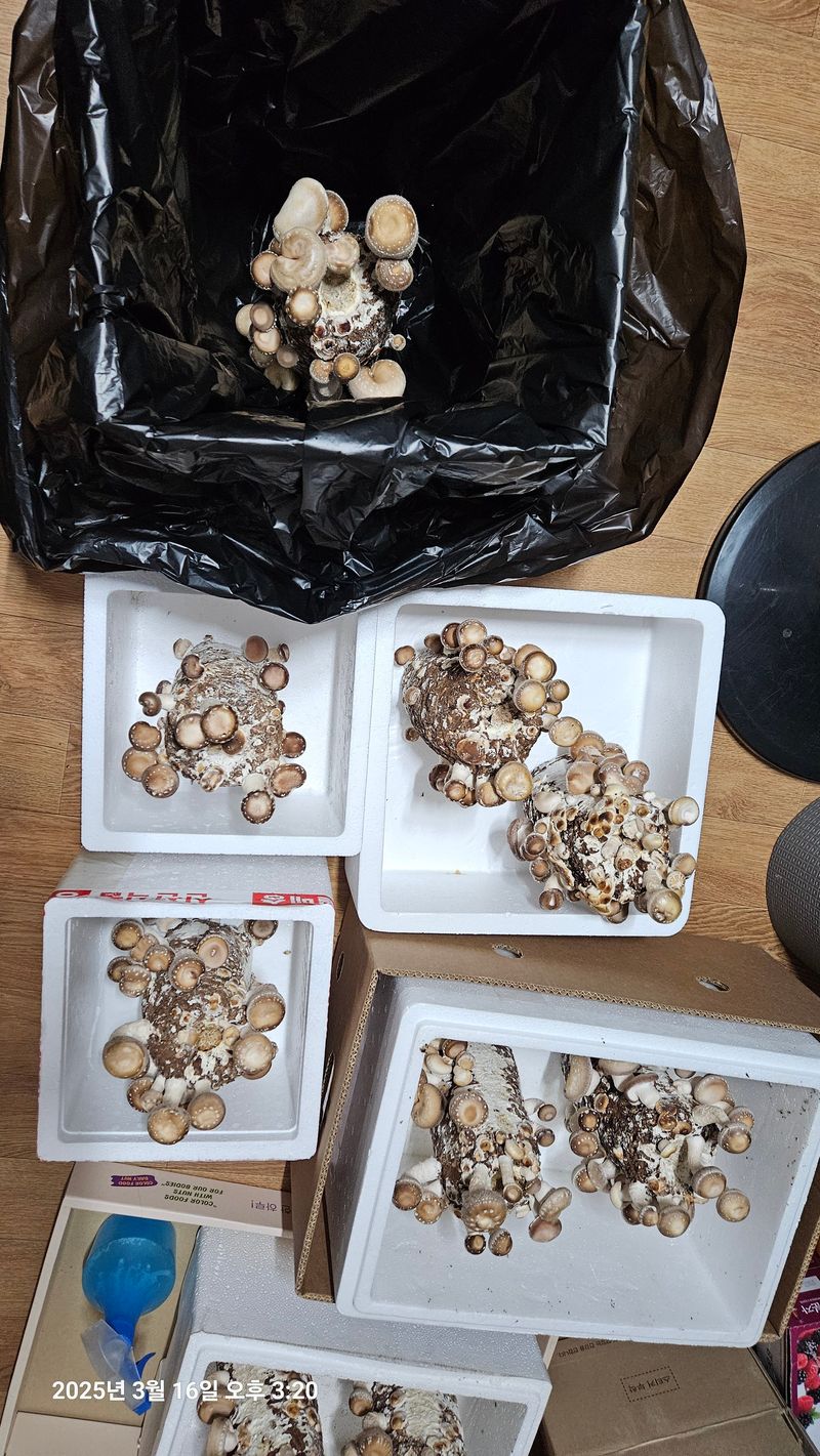 김진호님의 장터 구매 후기 썸네일