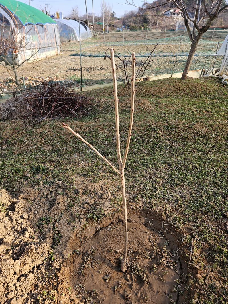 오가피15375님의 장터 구매 후기 썸네일