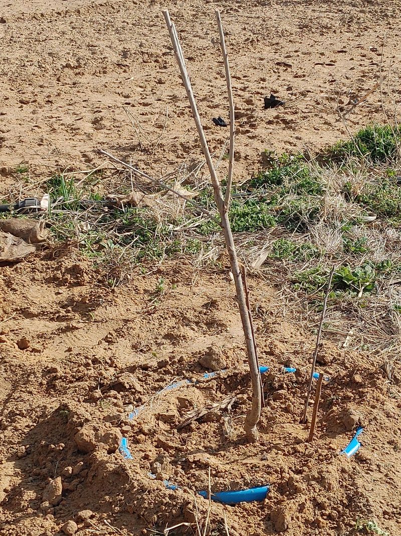 히나팜님의 장터 구매 후기 썸네일