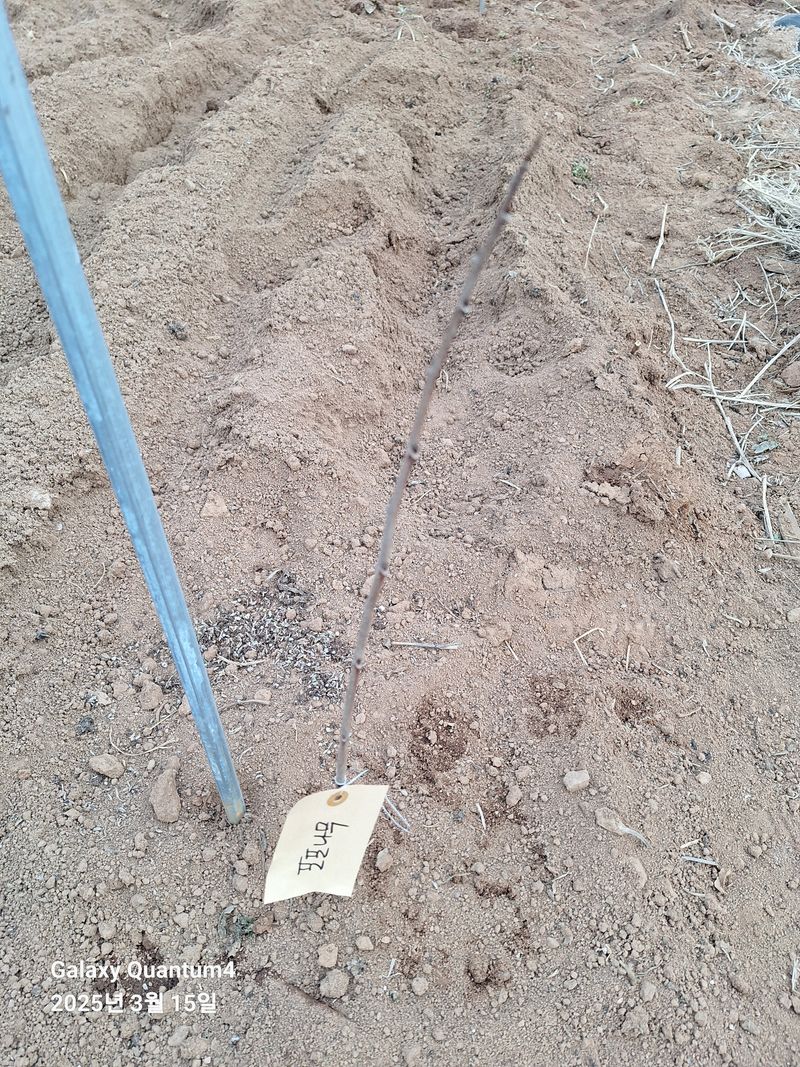 김용환님의 장터 구매 후기 썸네일