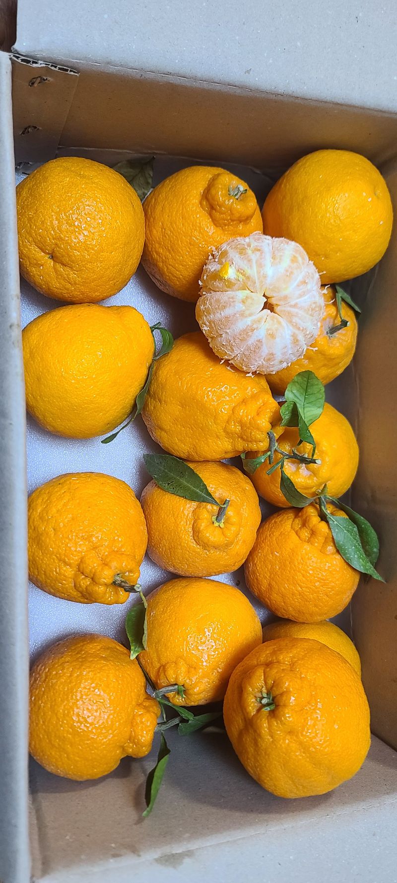 도계김동수님의 장터 구매 후기 썸네일