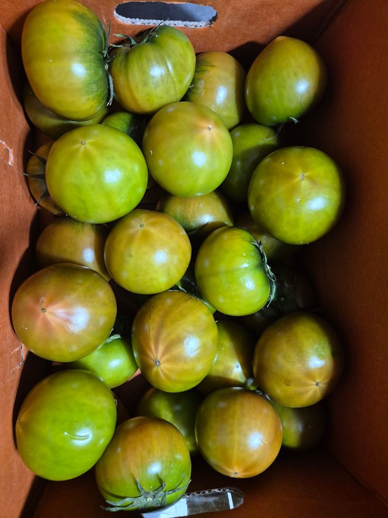 봄날에님의 장터 구매 후기 썸네일